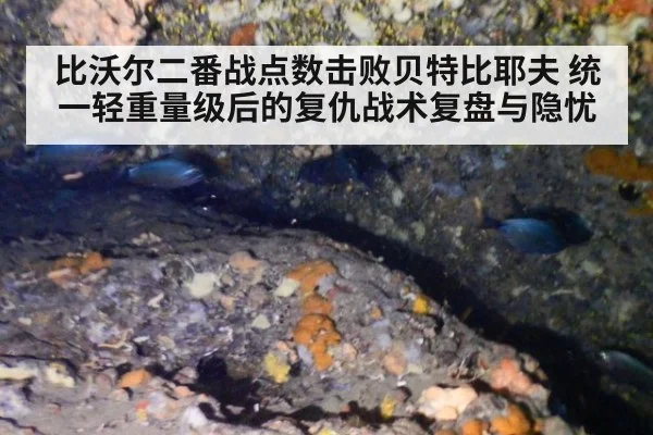 比沃尔二番战点数击败贝特比耶夫 统一轻重量级后的复仇战术复盘与隐忧